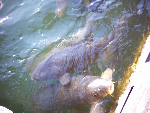 Carp in Lake Travis