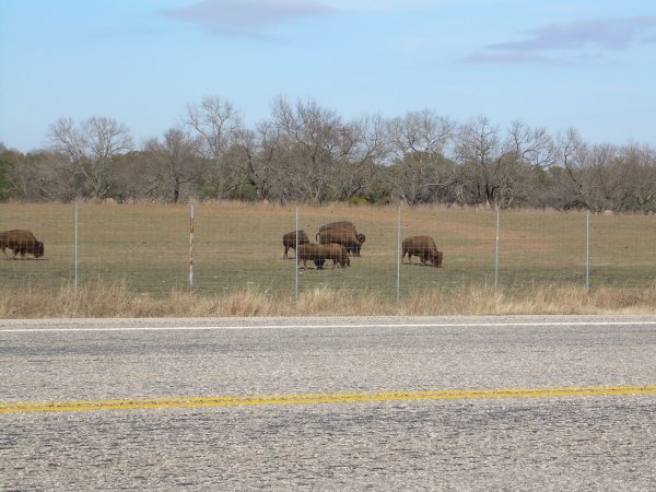 bisons.JPG