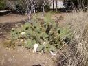 Texas cacti