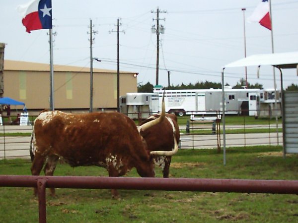 longhorn.JPG