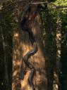 rat-snake1.jpg